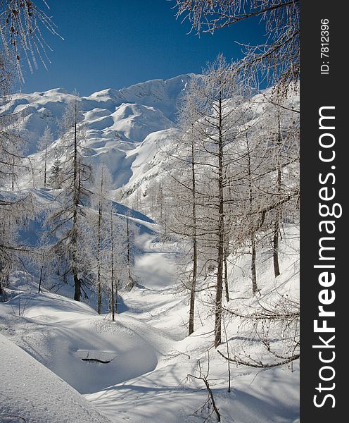 Frozen trees in early morning on a sunny day in winter in slovenian alps