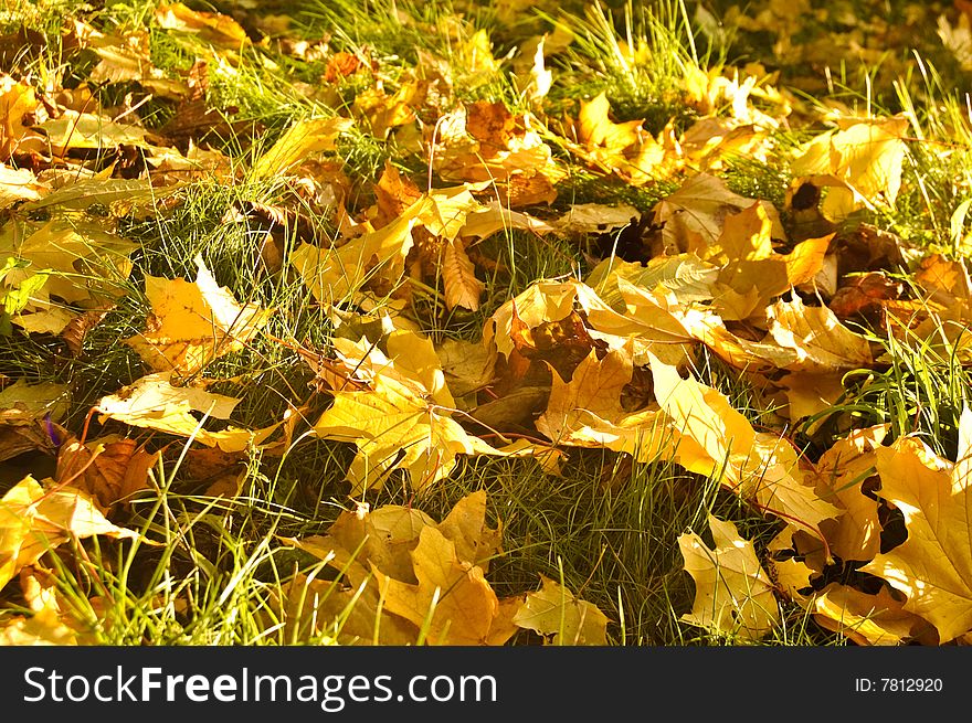 Autumn Fallen Leaves Background