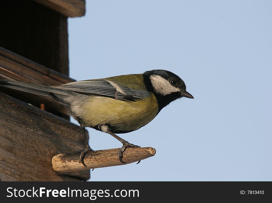 Titmouse sitting on a wooden feeder, photo taken during winter. Titmouse sitting on a wooden feeder, photo taken during winter