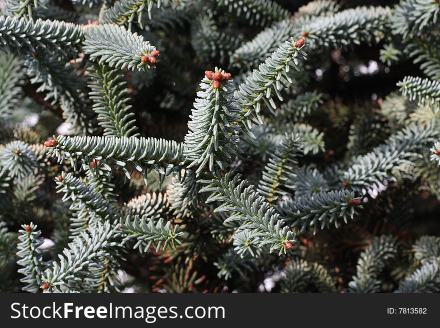 Green offshoot of a spruce. Green offshoot of a spruce