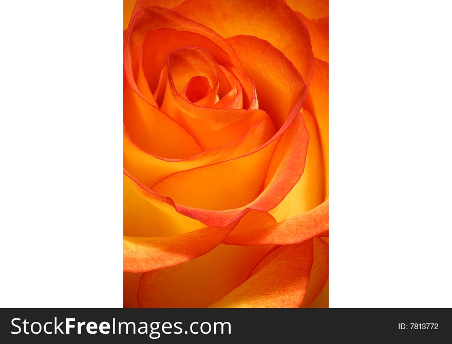 Bright, tea rose for background. Bright, tea rose for background.