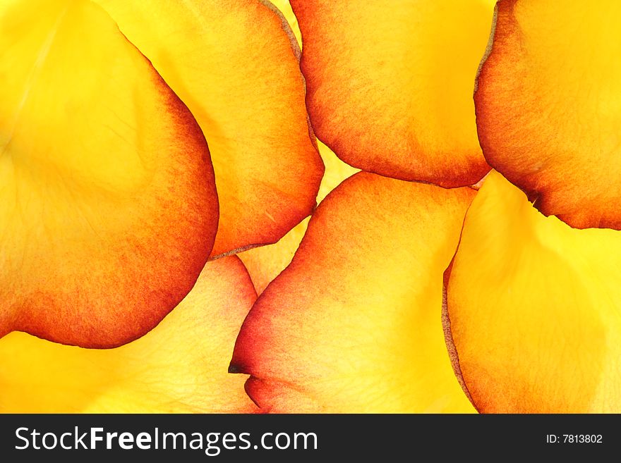 Background of tea rose petals. Background of tea rose petals