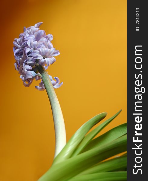 Hyacinth with a yellow background