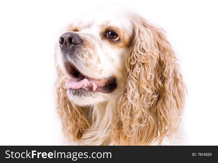 Cute playful dog on a white background. Cute playful dog on a white background