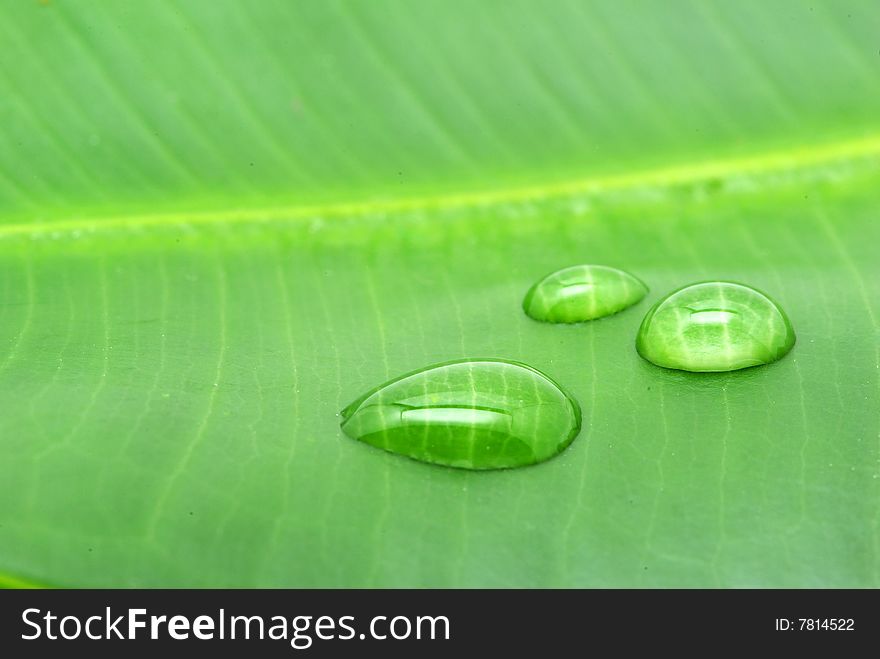 Drops on green plant leaf