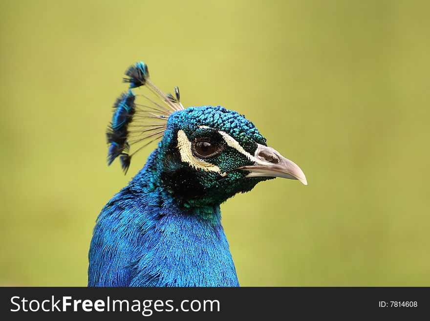 A peacock head with green background