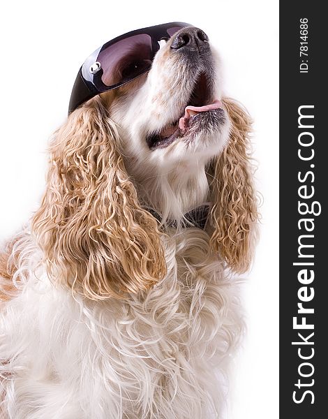 Cute dog on a white background wearing sun glasses