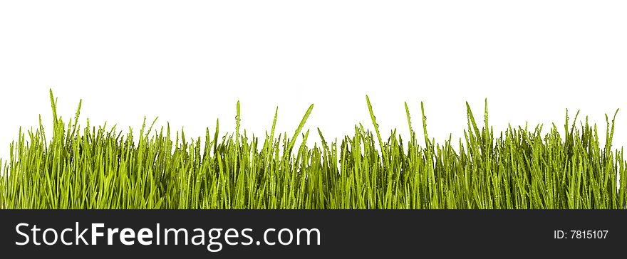 Natural grass illuminated by the sun. Natural grass illuminated by the sun