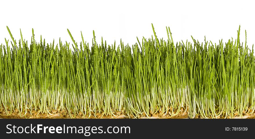 Natural grass with dew illuminated by the sun. Natural grass with dew illuminated by the sun