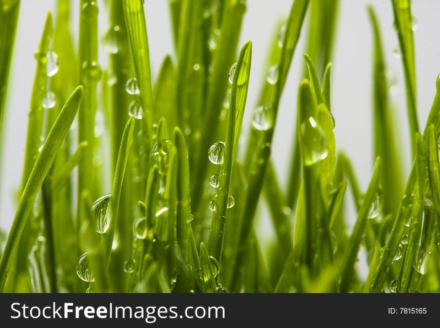 A close up shot of grass with dew
