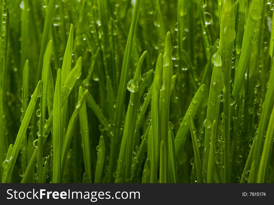 Natural grass with dew illuminated by the sun. Natural grass with dew illuminated by the sun