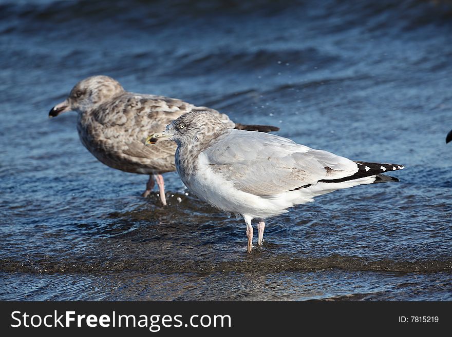 Seagulls on the coast of long island