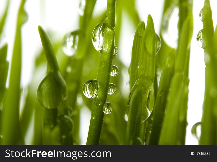 Natural grass with dew illuminated by the sun. Natural grass with dew illuminated by the sun