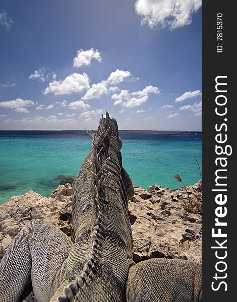 Iguana lizard on the island of Bonaire