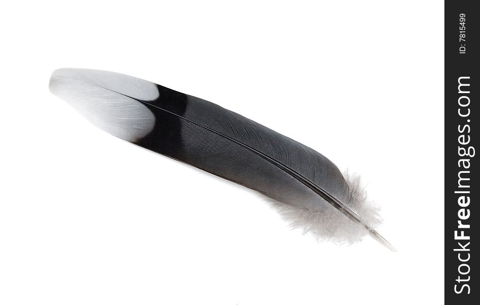 Bird wing feather isolated on white background