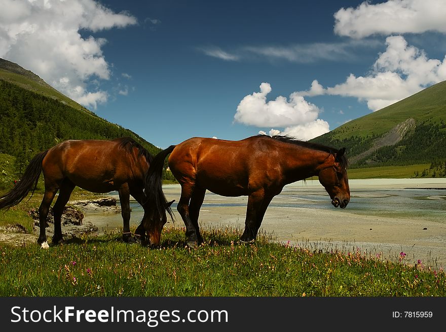 Two horses on the lakeside mountainous region