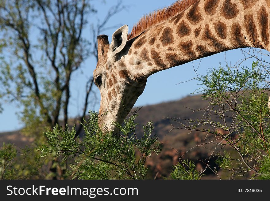 Giraffe grazing on a thorn bush