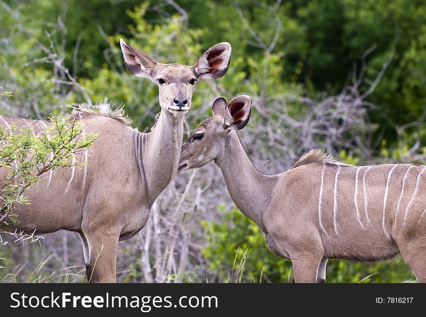 Kudu Mother With Her Cub