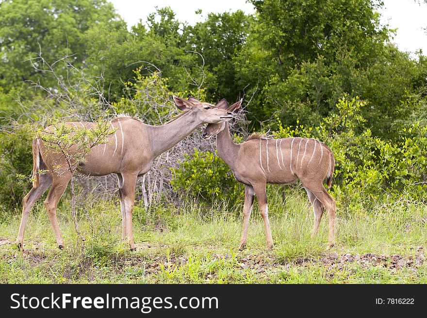 Kudu mother with her cub in Kruger park
