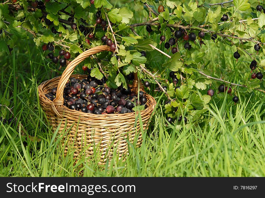 Ripe gooseberries in the basket near the bush