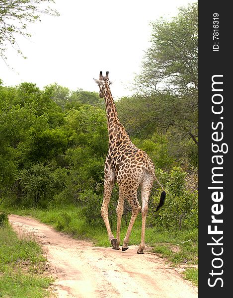 Giraffe In Kruger National Park