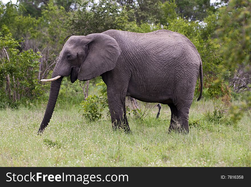 Young male elephant in Kruger park, South Africa