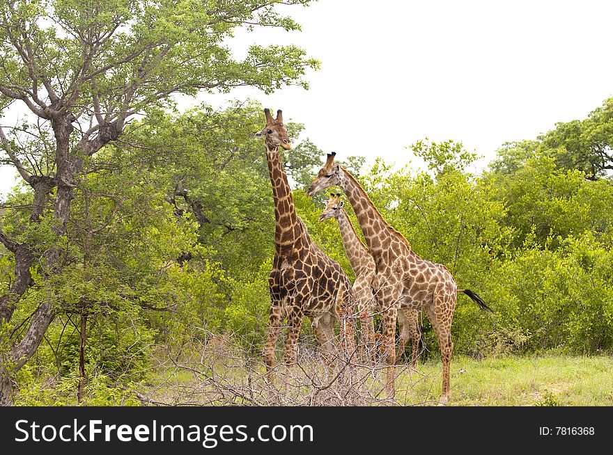 Girafe in kruger national park, South Africa. Girafe in kruger national park, South Africa
