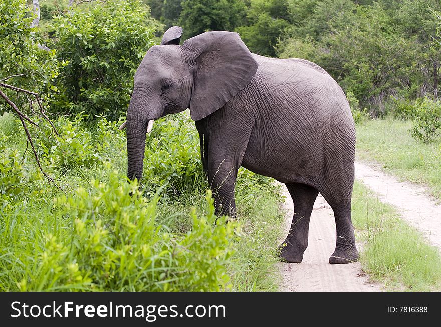 Young Male Elephant In Kruger Park