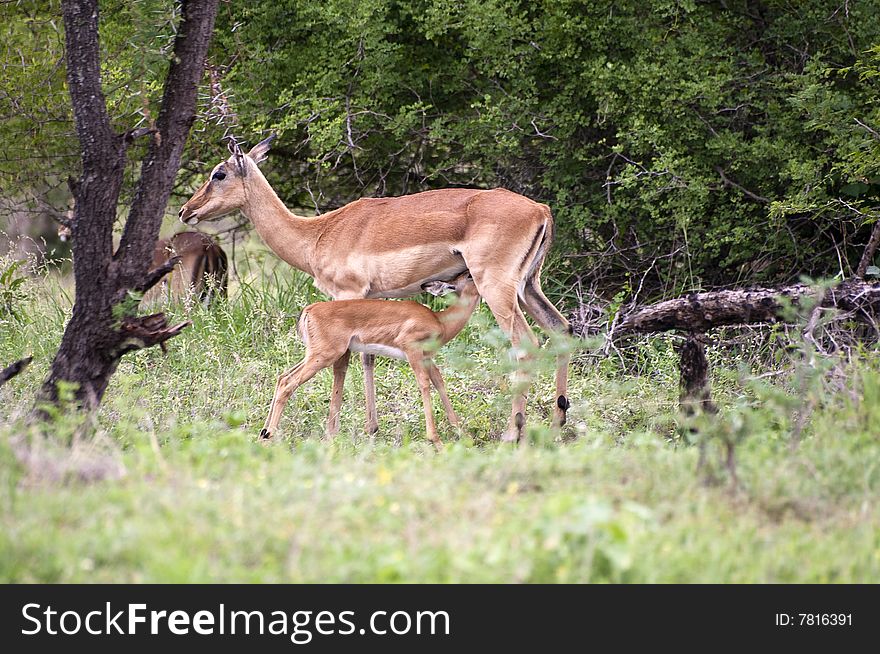 Impala mother with her cub in Kruger park