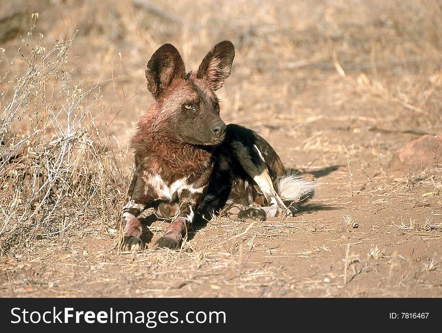 A wild dog with his head covered with dirty old blood