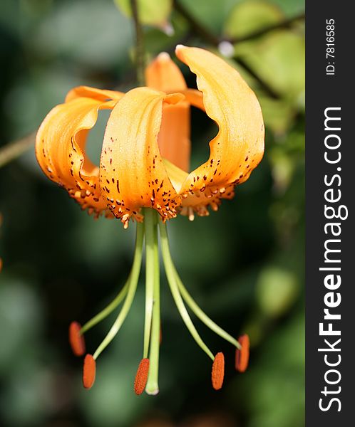 Close up of orange flower head