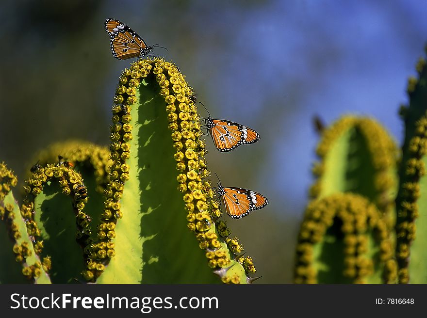 Three butterflies sitting on a cactus plant