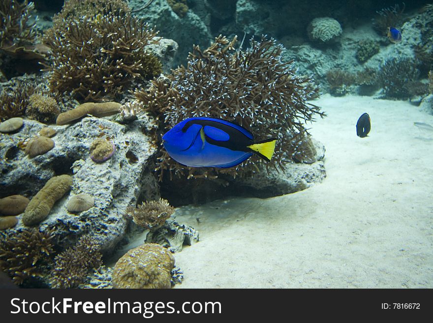 Blue fish swimming in tropical sea