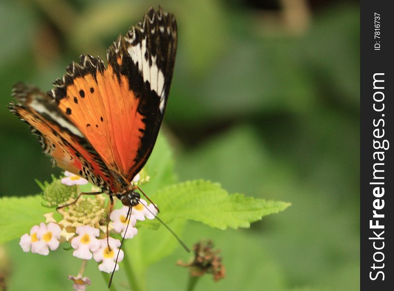 Close up of a butterfly on a leaf