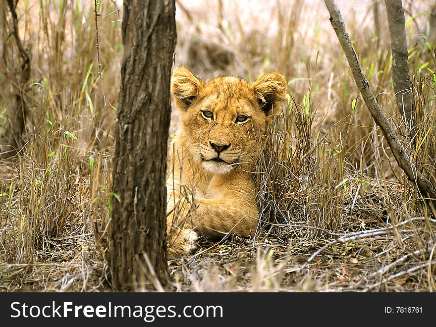 Lion cub hiding behind tree. Lion cub hiding behind tree