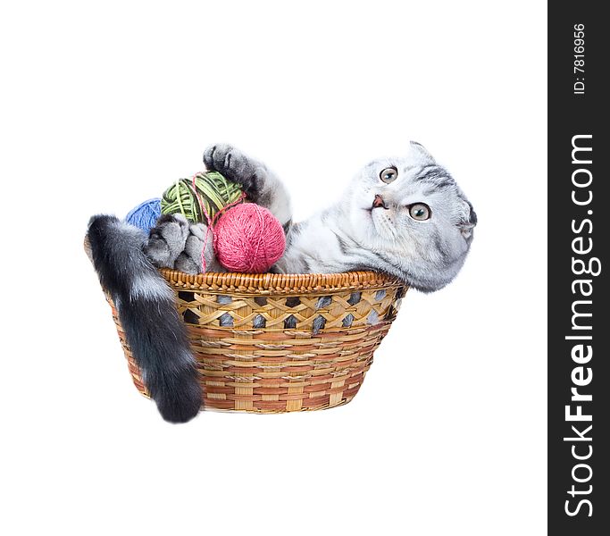 Kitten the Scottish lop-eared. Lies in a basket with balls. Kitten the Scottish lop-eared. Lies in a basket with balls.