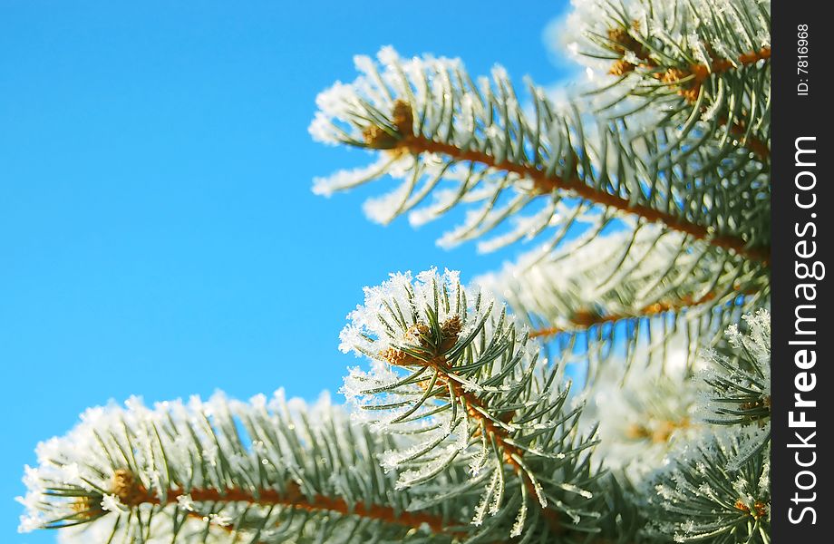 Branch of pine on a sky background.