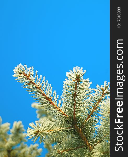 Branch of pine on a sky background.