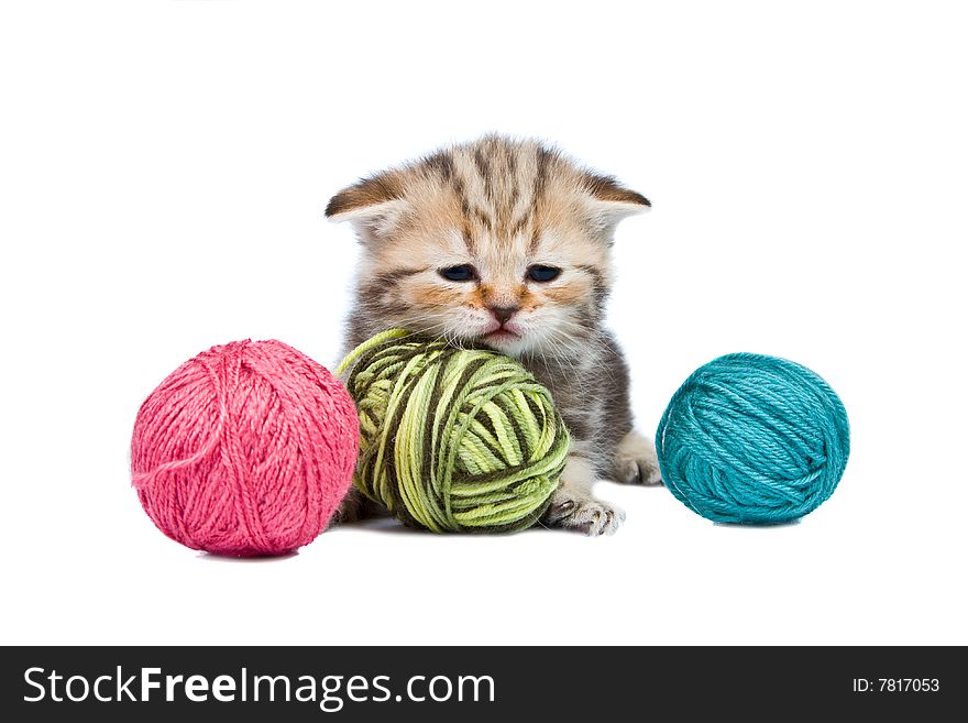 Kitten Scottish lop-eared with balls of threads on a white background. Kitten Scottish lop-eared with balls of threads on a white background.