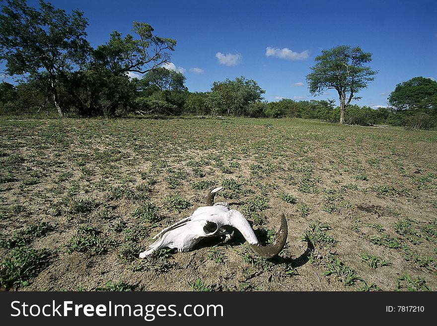 An animal skeleton resting in the African bush. An animal skeleton resting in the African bush