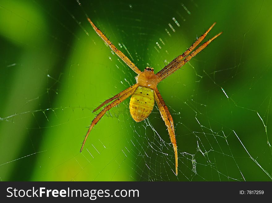 Yellow spider and web