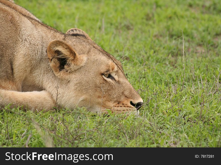 Lioness laying on the grass. Lioness laying on the grass