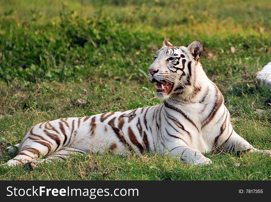 White tiger looking great in sunny day.