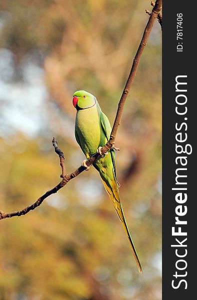 Indian green parrot sitting on the branch of the tree.