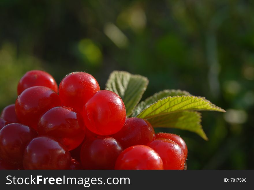 A lot of ripe bright cherries with leaf