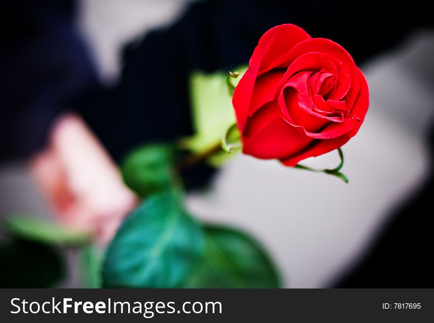 Man and woman's hands holding together a fresh red rose. Man and woman's hands holding together a fresh red rose