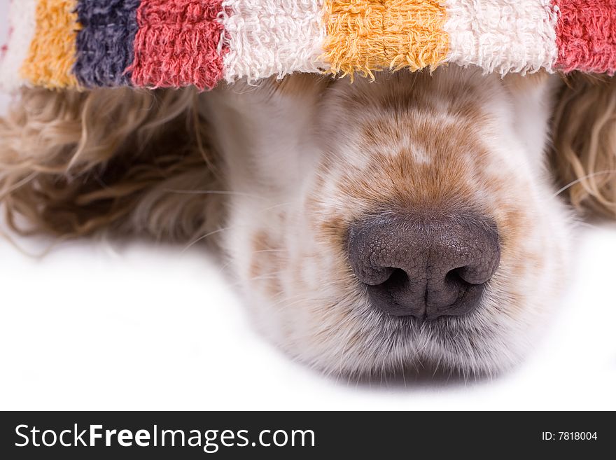 Cute dog on a white background