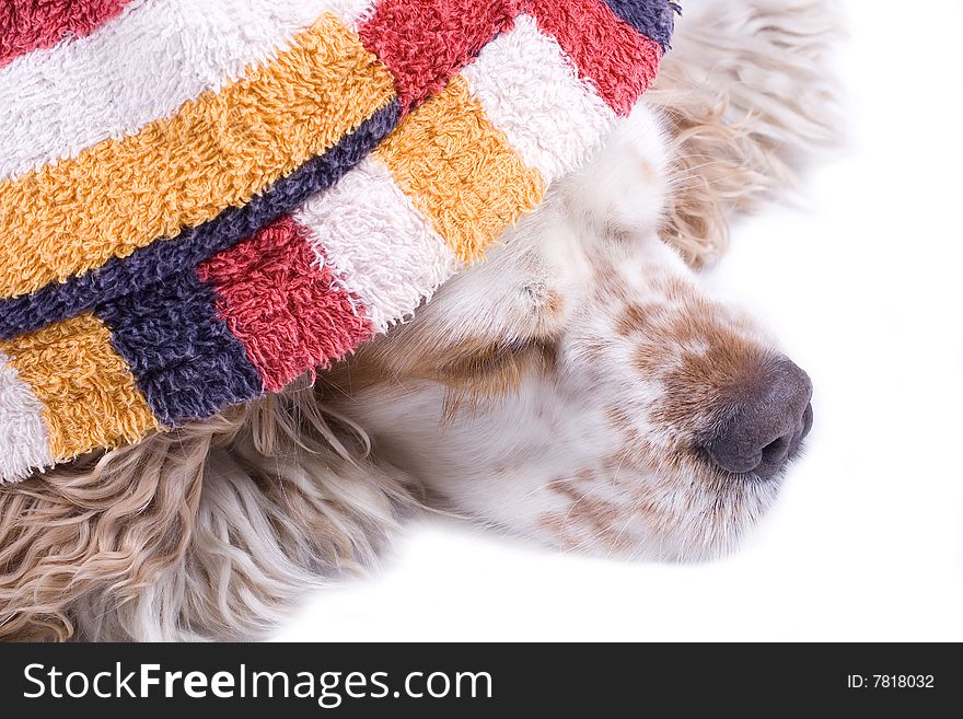 Cute dog on a white background dressed up with clothes