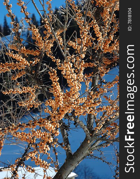 Sea-Buckthorn (Hippophae Rhamnoides)