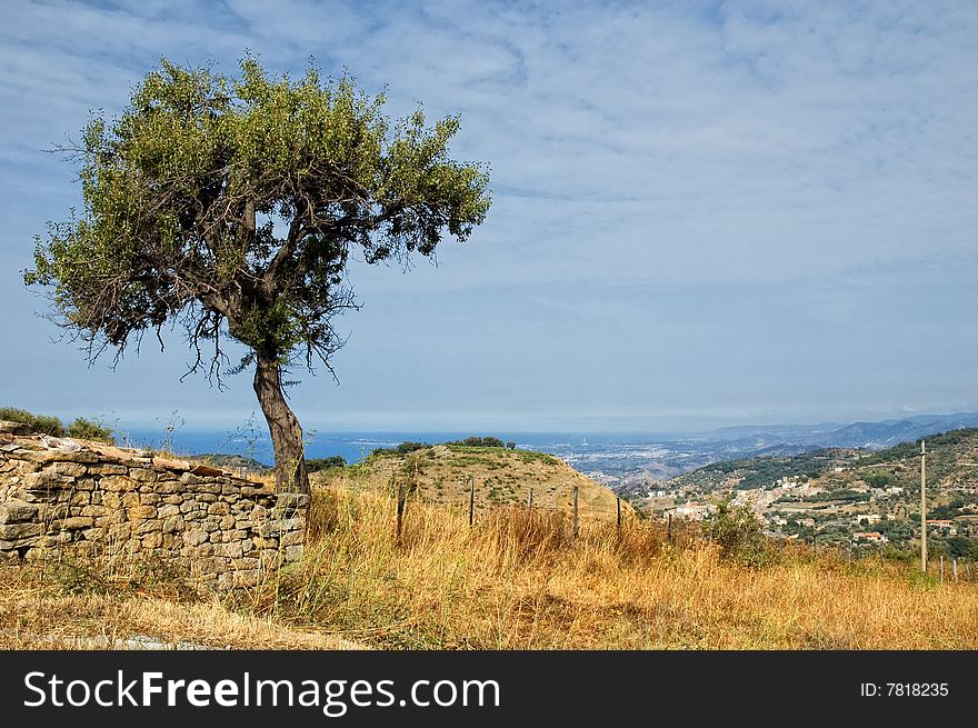 Old tree in rolling Italian landscape with sea in the distance